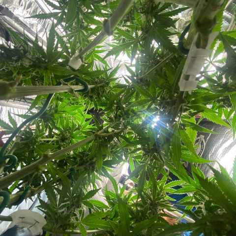 Ghideon growlog timeline photo
