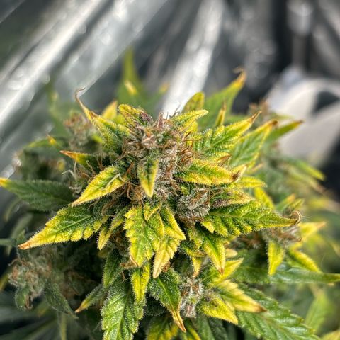 Santana growlog timeline photo