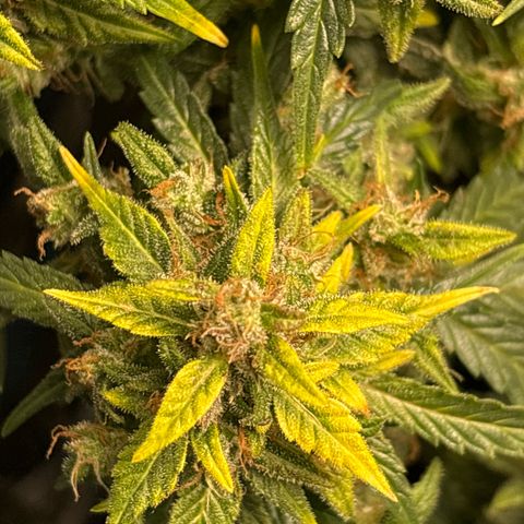 Santana growlog timeline photo