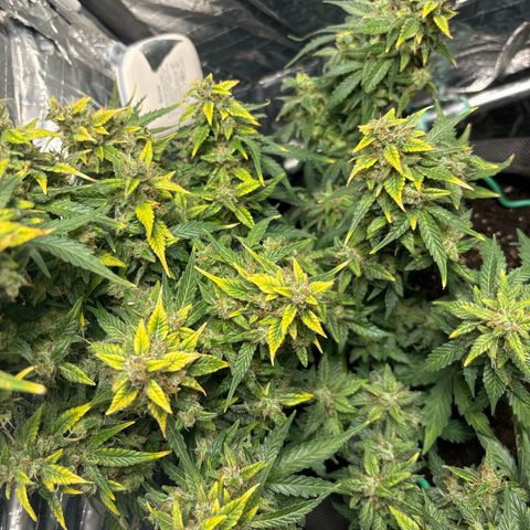 Santana growlog timeline photo