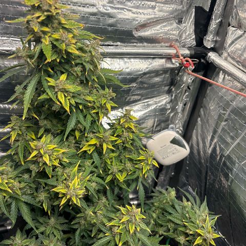 Santana growlog timeline photo