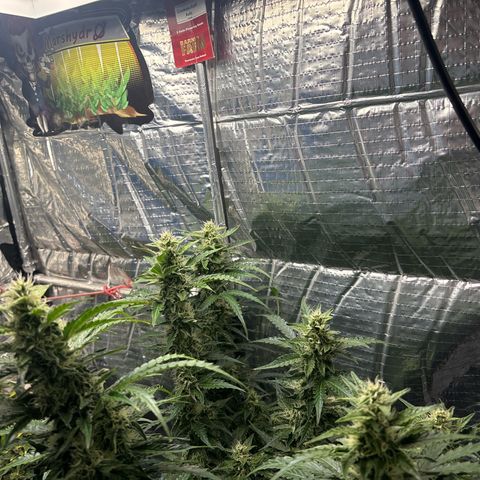 Ghideon growlog timeline photo