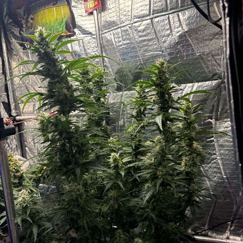 Ghideon growlog timeline photo