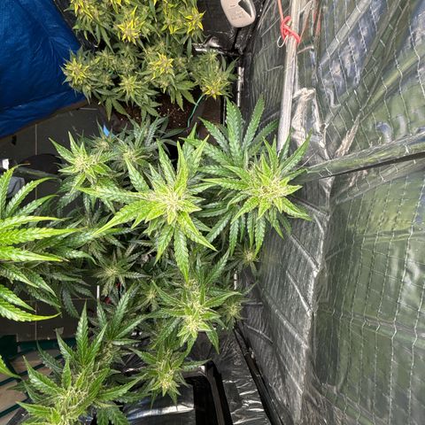 Ghideon growlog timeline photo