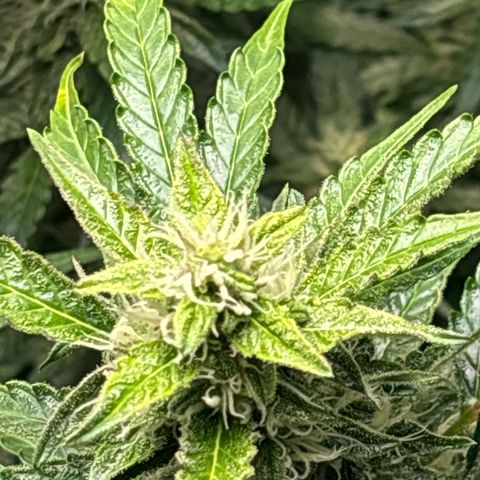 Ghideon growlog timeline photo