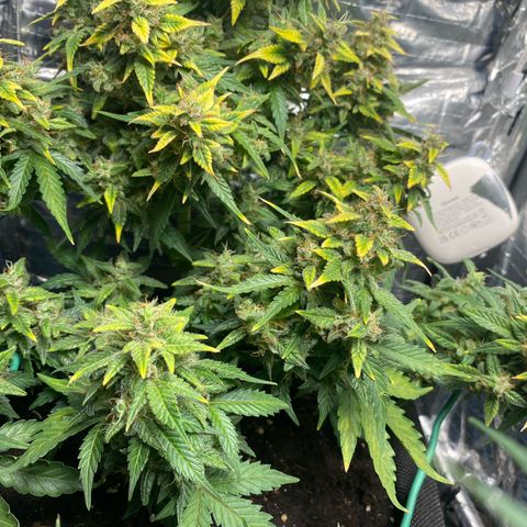 Santana growlog timeline photo