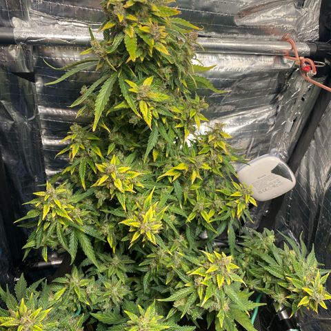 Santana growlog timeline photo
