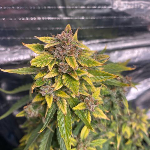 Santana growlog timeline photo