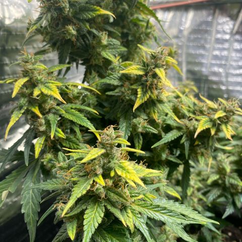 Santana growlog timeline photo