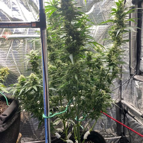 Ghideon growlog timeline photo