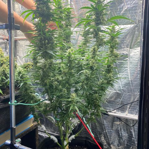 Ghideon growlog timeline photo