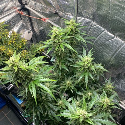 Ghideon growlog timeline photo