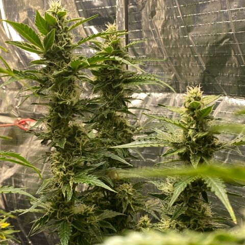 Ghideon growlog timeline photo