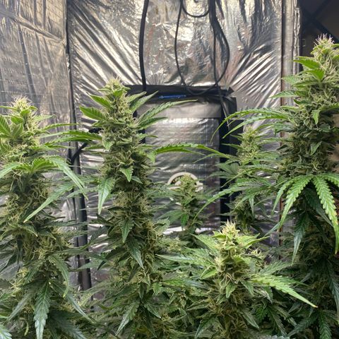 Ghideon growlog timeline photo