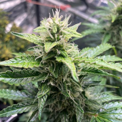 Ghideon growlog timeline photo