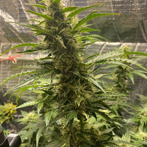 Ghideon growlog timeline photo