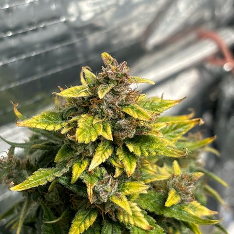 Santana growlog timeline photo