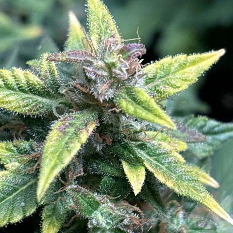 Santana growlog timeline photo