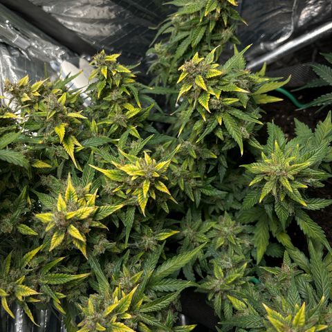 Santana growlog timeline photo