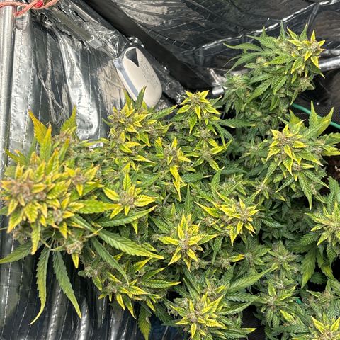 Santana growlog timeline photo