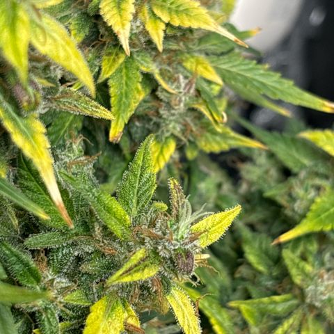 Santana growlog timeline photo
