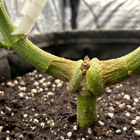 Ghideon growlog timeline photo