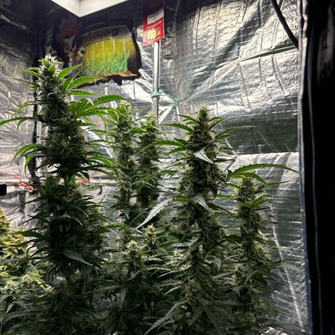 Ghideon growlog timeline photo