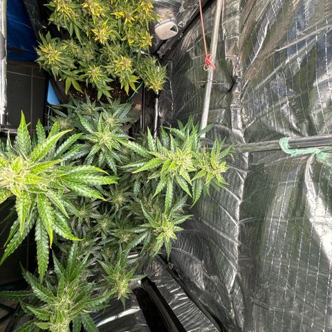 Ghideon growlog timeline photo