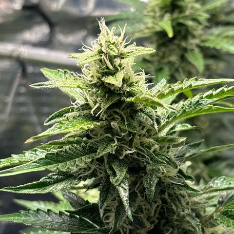 Ghideon growlog timeline photo