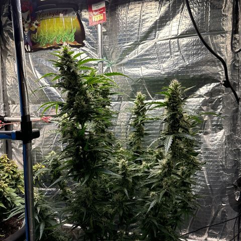 Ghideon growlog timeline photo