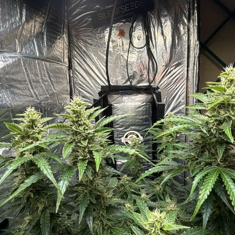 Ghideon growlog timeline photo