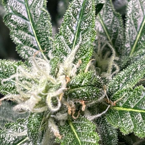 Ghideon growlog timeline photo