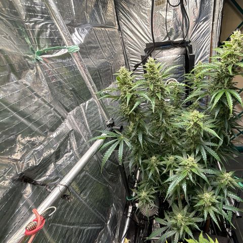 Ghideon growlog timeline photo