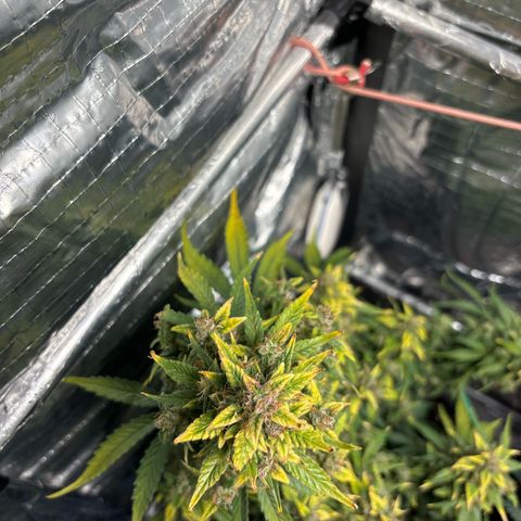 Santana growlog photo: Avanza ingiallimento foglie