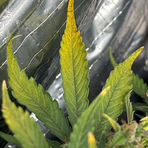 Santana growlog photo: Avanza ingiallimento foglie