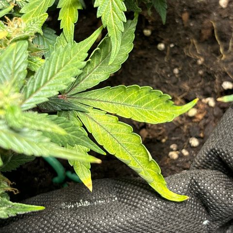 Santana growlog photo: Avanza ingiallimento foglie
