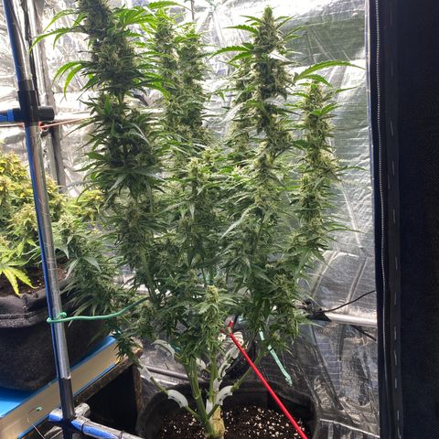 Ghideon growlog timeline photo