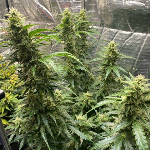 Ghideon growlog timeline photo