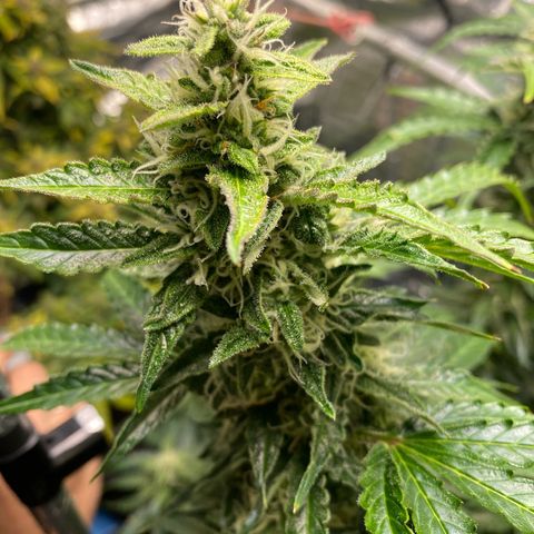 Ghideon growlog timeline photo