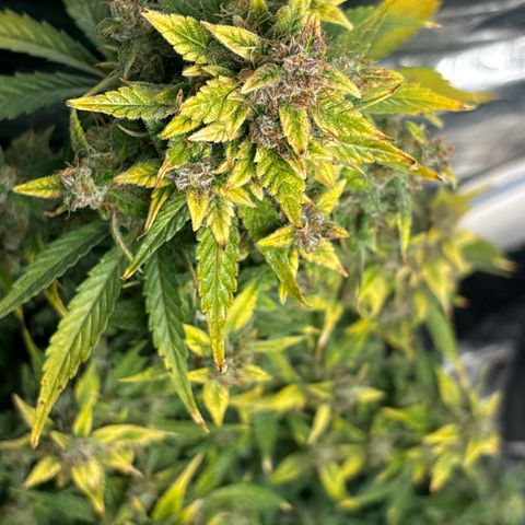 Santana growlog timeline photo