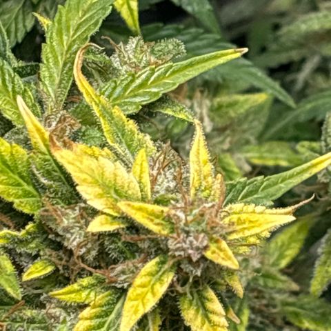 Santana growlog timeline photo