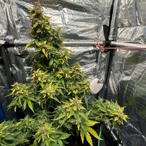 Santana growlog timeline photo