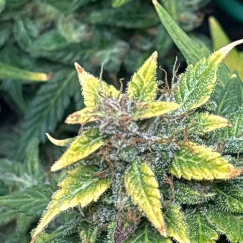 Santana growlog timeline photo