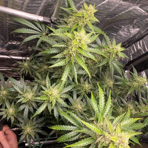 Ghideon growlog timeline photo
