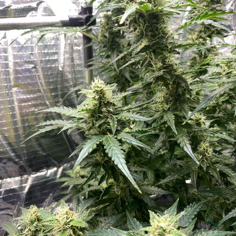 Ghideon growlog timeline photo