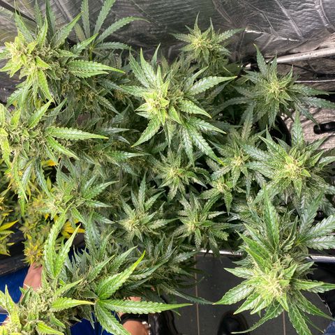 Ghideon growlog timeline photo