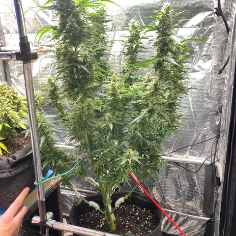 Ghideon growlog timeline photo