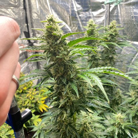 Ghideon growlog timeline photo