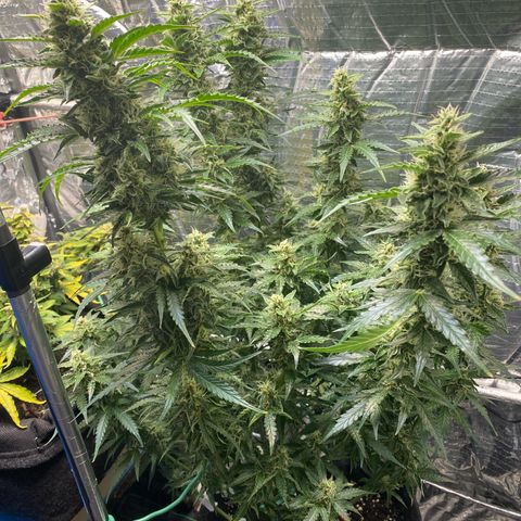 Ghideon growlog timeline photo