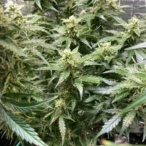 Ghideon growlog timeline photo